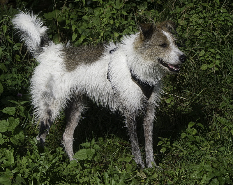 Allgäu 09 - 2014 - 20140914_0261 als Smartobjekt-1 Kopie.jpg - Felix war mal wieder im Buddelrausch. Der hat den halben Wald umgegraben